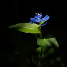 竹节菜    Commelina diffusa